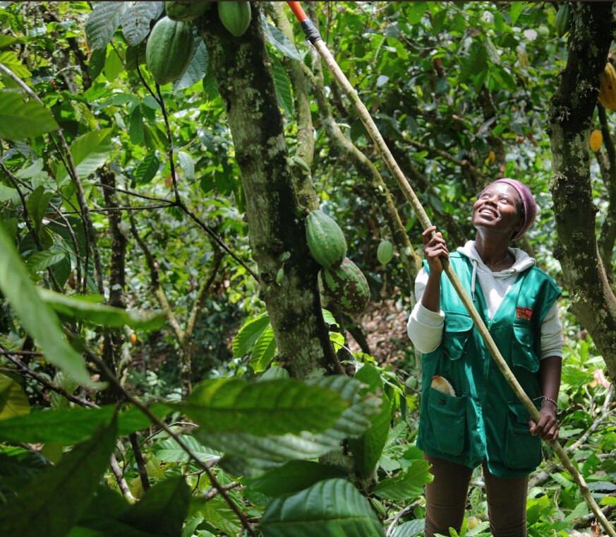 Pruning & Sustainable Cocoa Production Nestlé Cocoa Plan